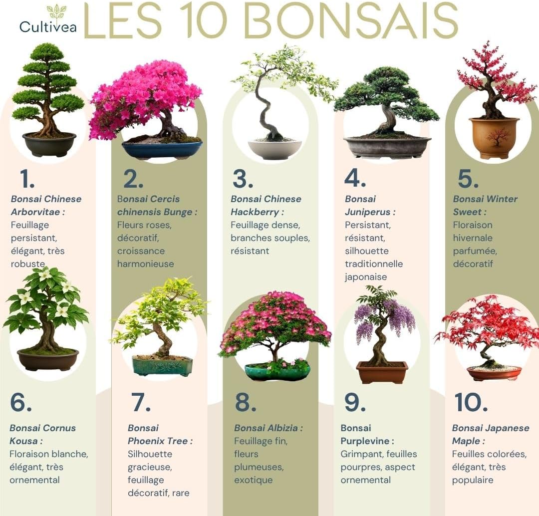 cultivea-kit-complet-10-bonsa-graines-et-accessoires-planter image 2