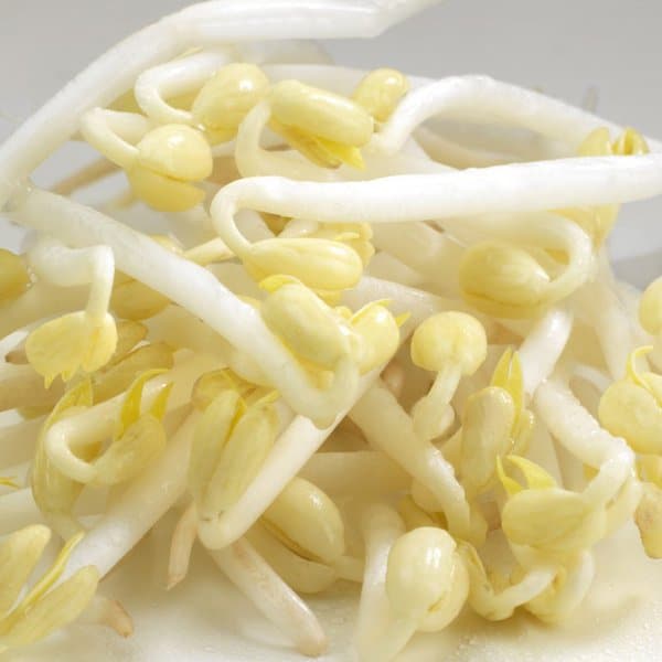 germline-haricot-mungo-bio-graines-germer-200g-germination-facile image 2