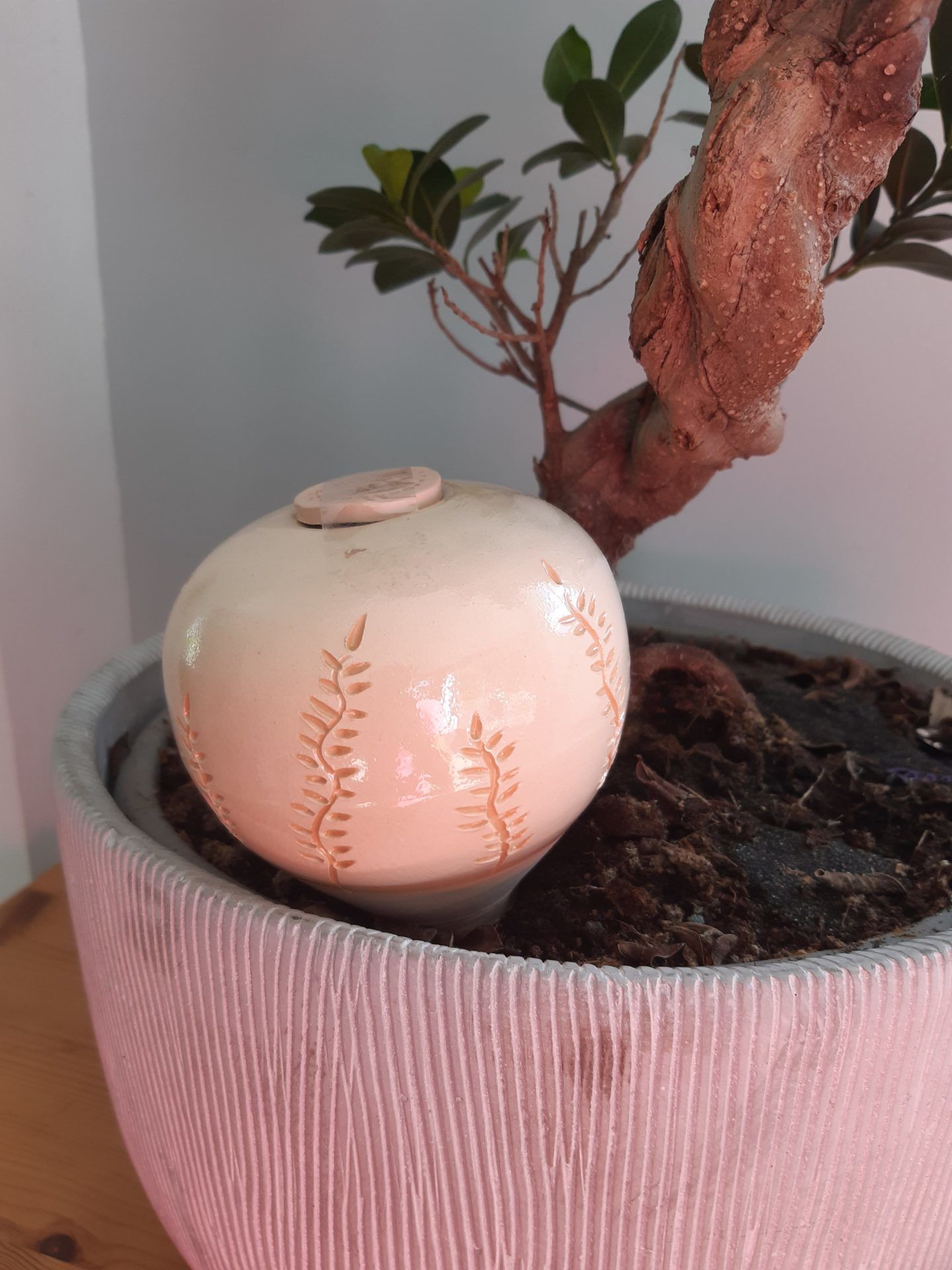 eautonome-oyas-planter-vanille-diffuseur-int-rieur image 3