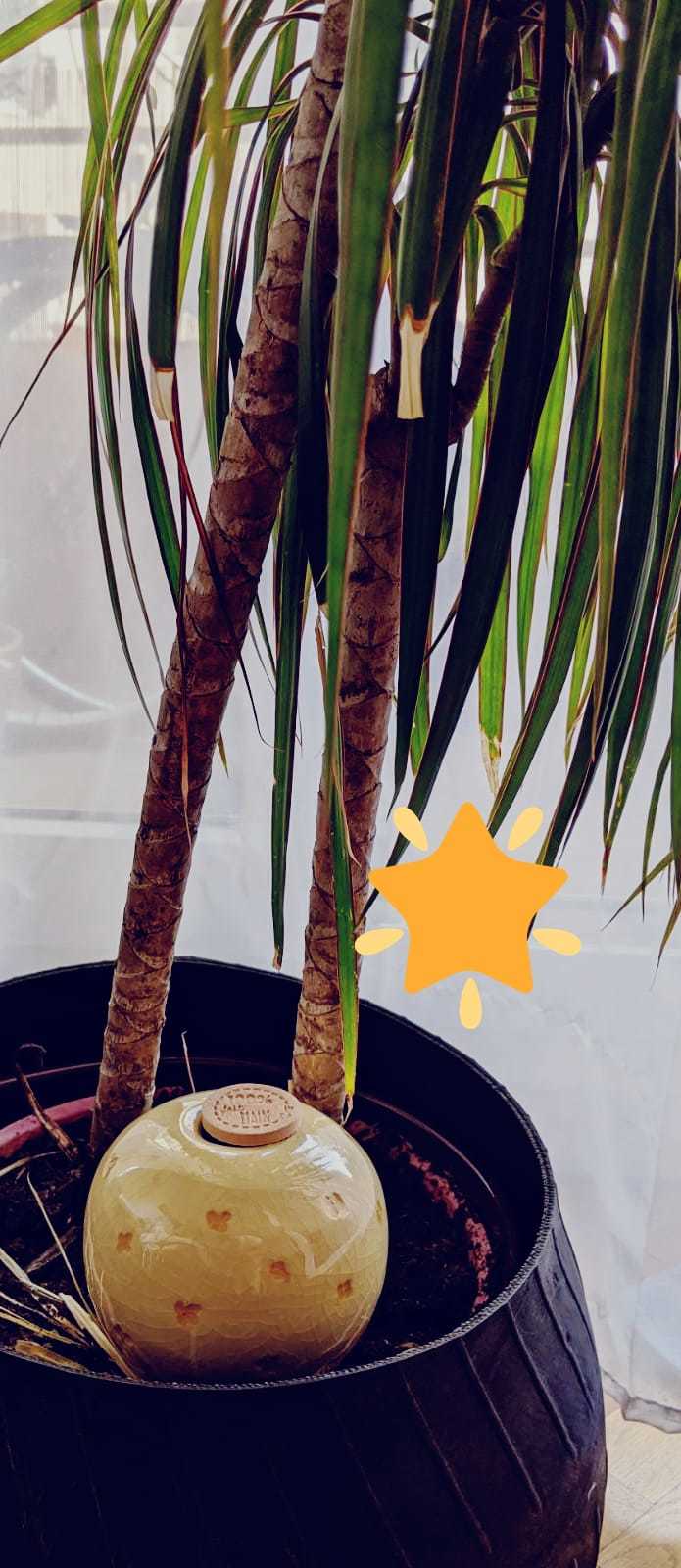 eautonome-oyas-planter-vanille-diffuseur-int-rieur image 4