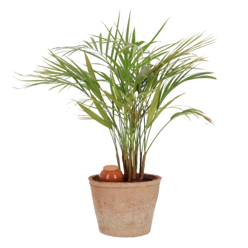 mes-courses-en-vrac-olla-terre-cuite-plantes-int-rieur-conome image 2