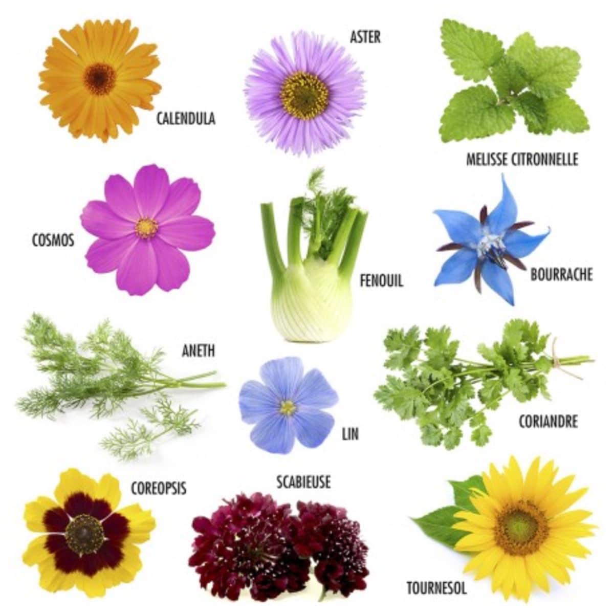 growing-paper-coffret-12-fleurs-papillons-graines image 3