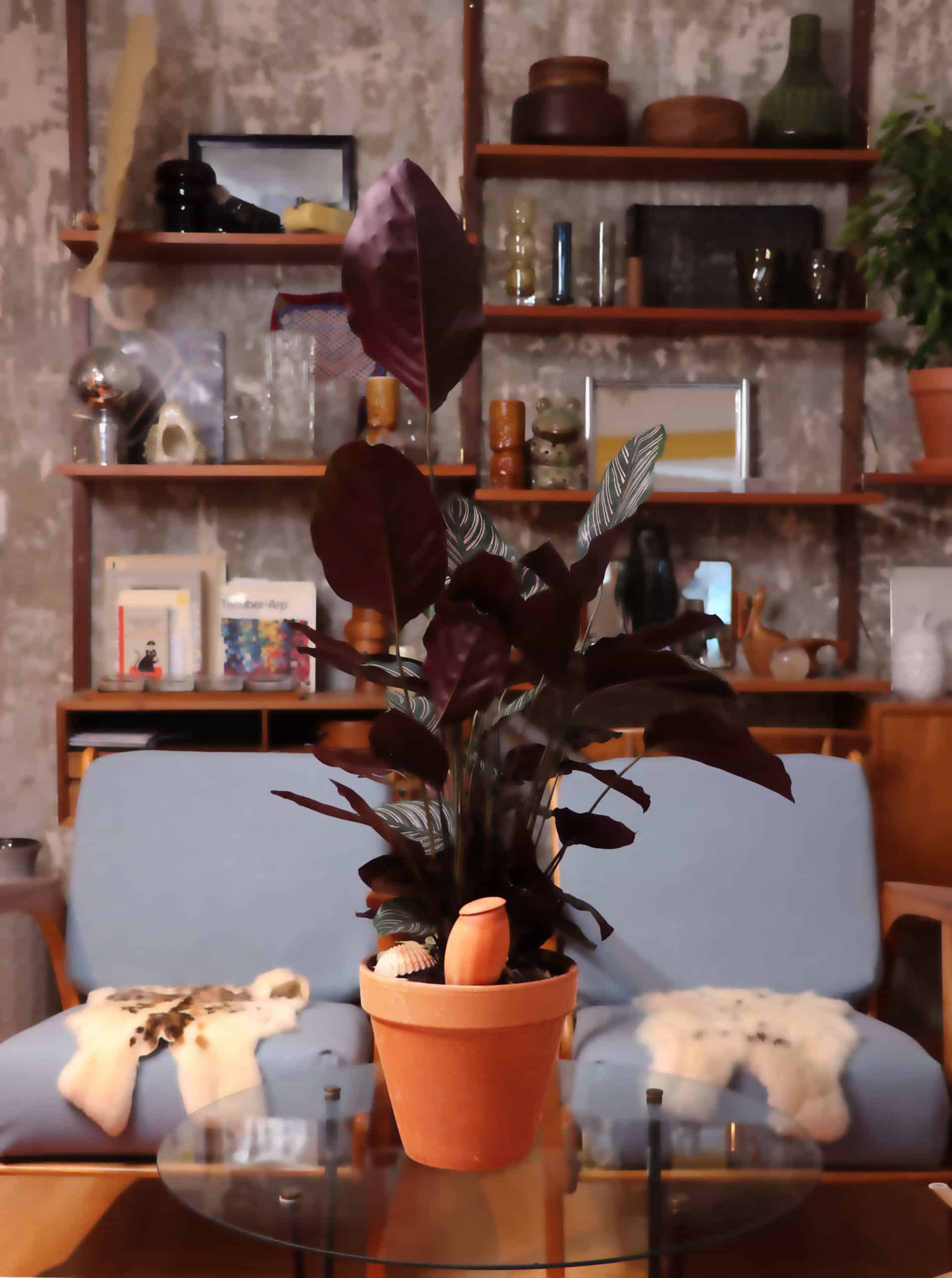 wepot-olla-xs-olla-irrigation-interieur-petits-pots image 4