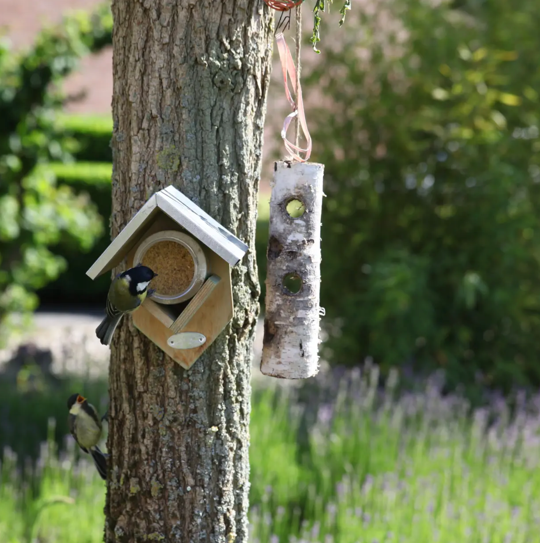 mes-courses-en-vrac-beurre-d-arachides-oiseaux-sauvages-noix-350-g image 2