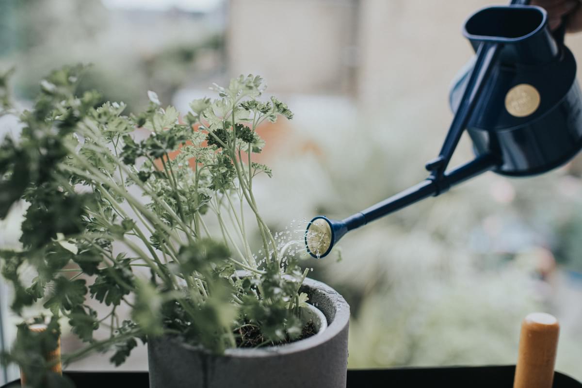 haws-langley-sprinkler-arrosoir-brumisateur-bleu-1-pinte image 3