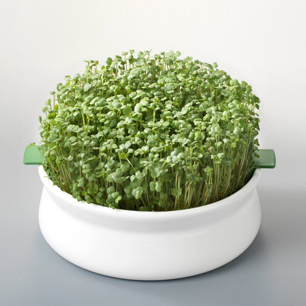 germline-coupelle-germination-graines-mucilage-gr-s image 5