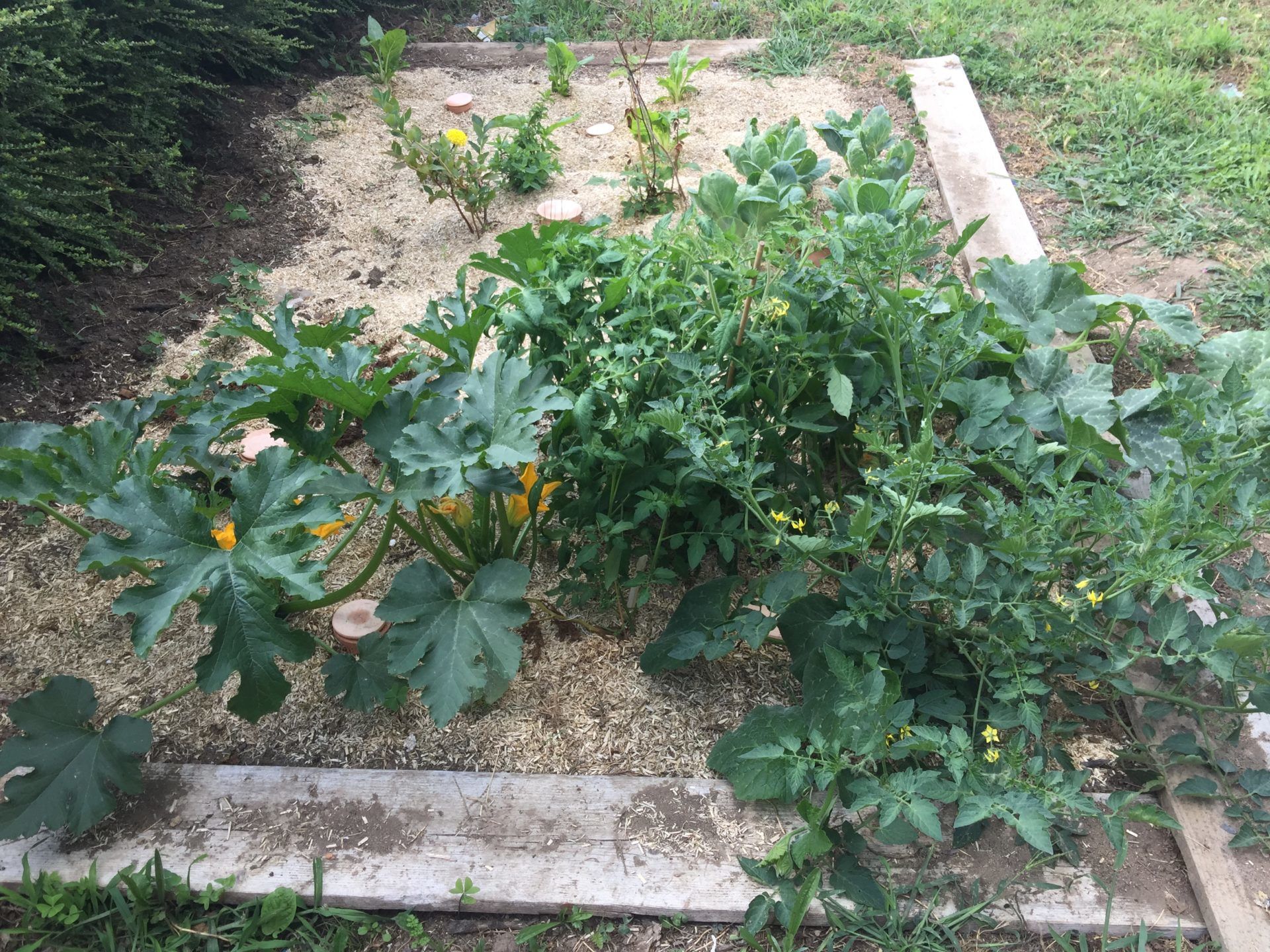 eautonome-oyas-enterrer-le-grand-oya-pot-tomates image 2
