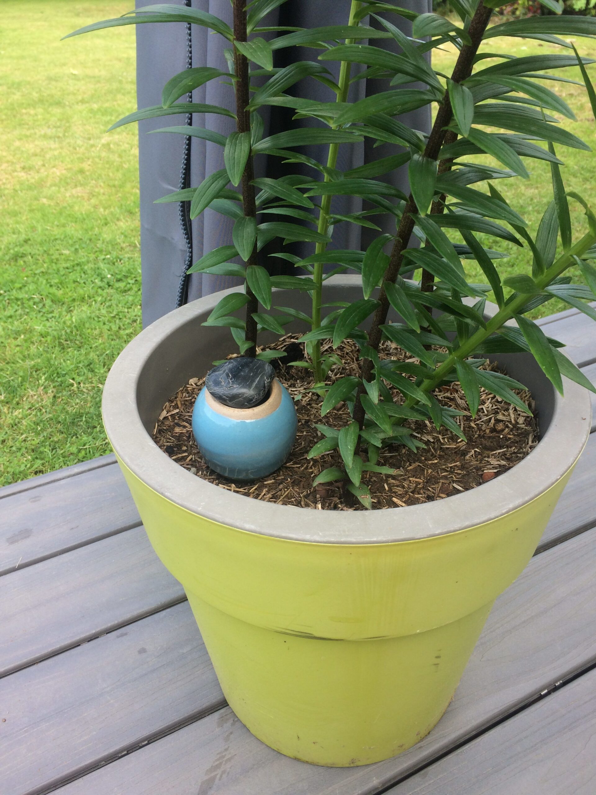 eautonome-oyas-planter-oya-arrosage-bleu-nuit-conome image 3