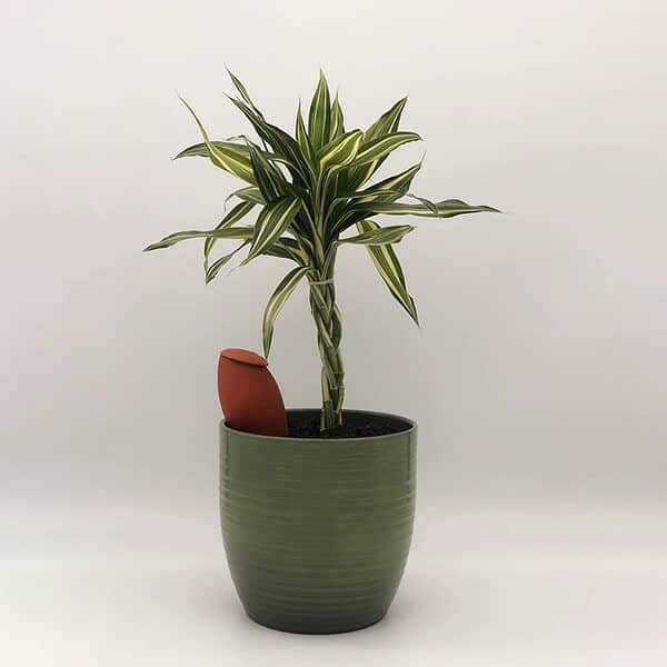 wepot-olla-xs-olla-irrigation-interieur-petits-pots image 5