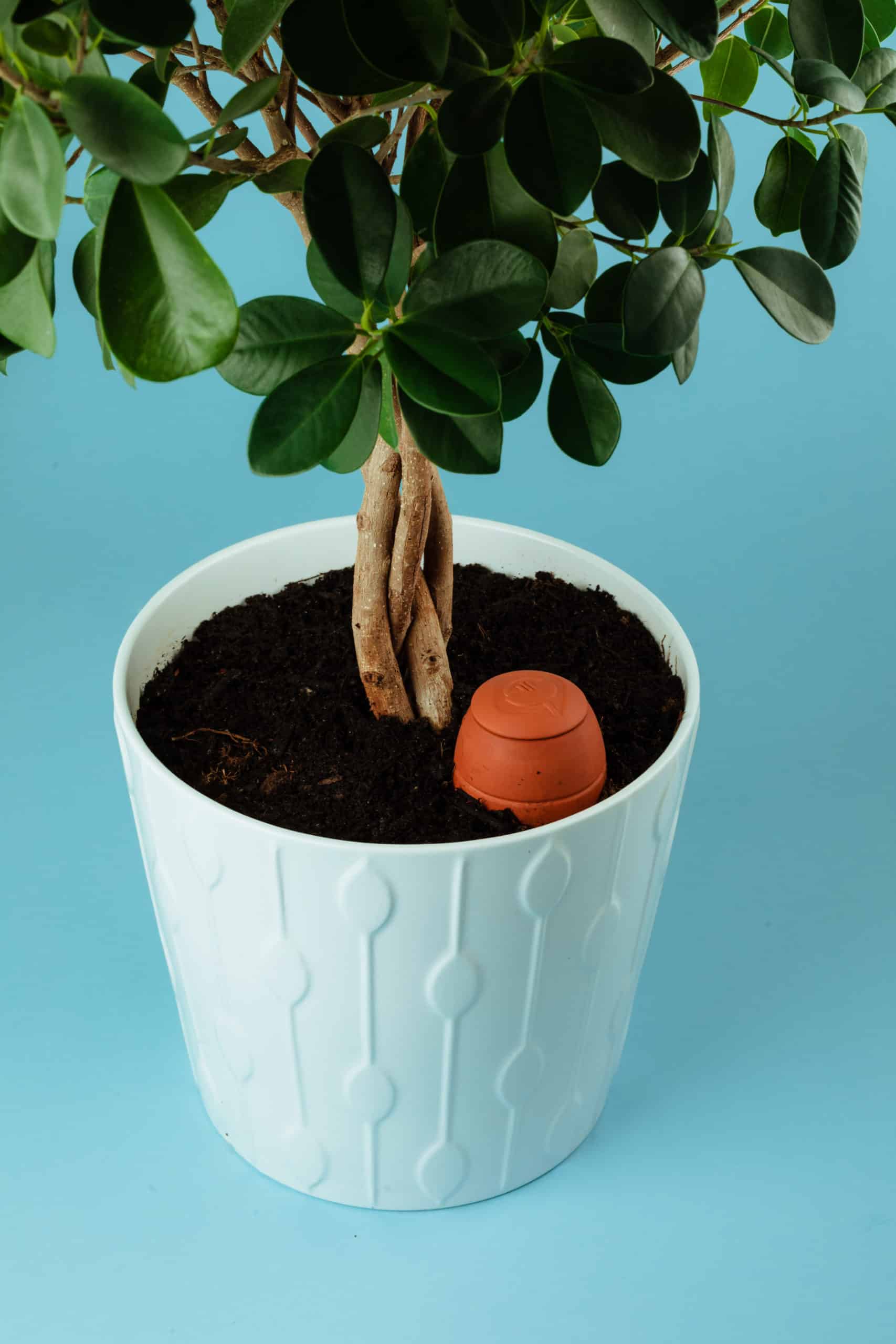 wepot-olla-s-olla-irrigation-0-3-l-terre-cuite-pot image 4
