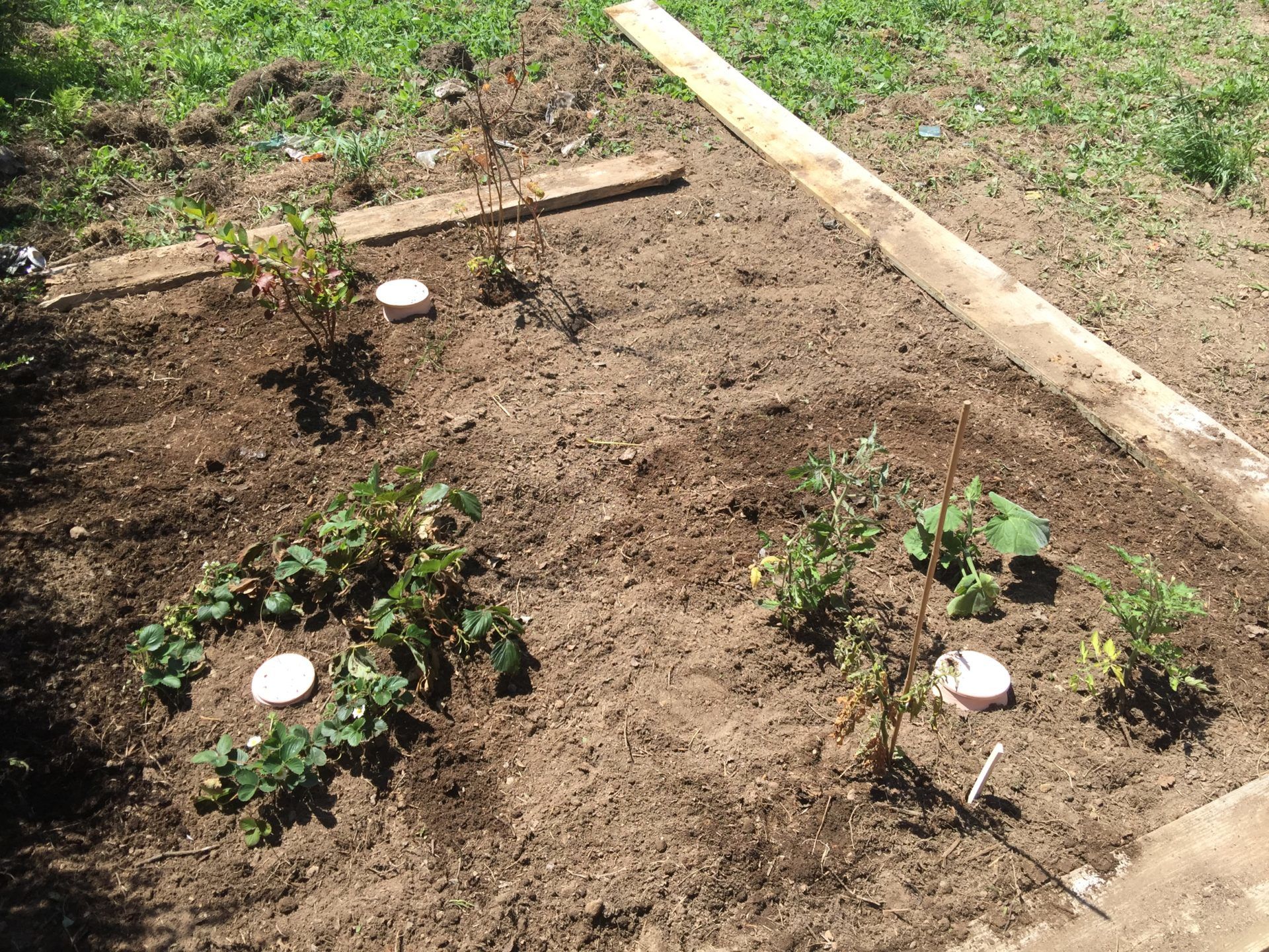 eautonome-oyas-enterrer-le-grand-oya-pot-tomates image 3