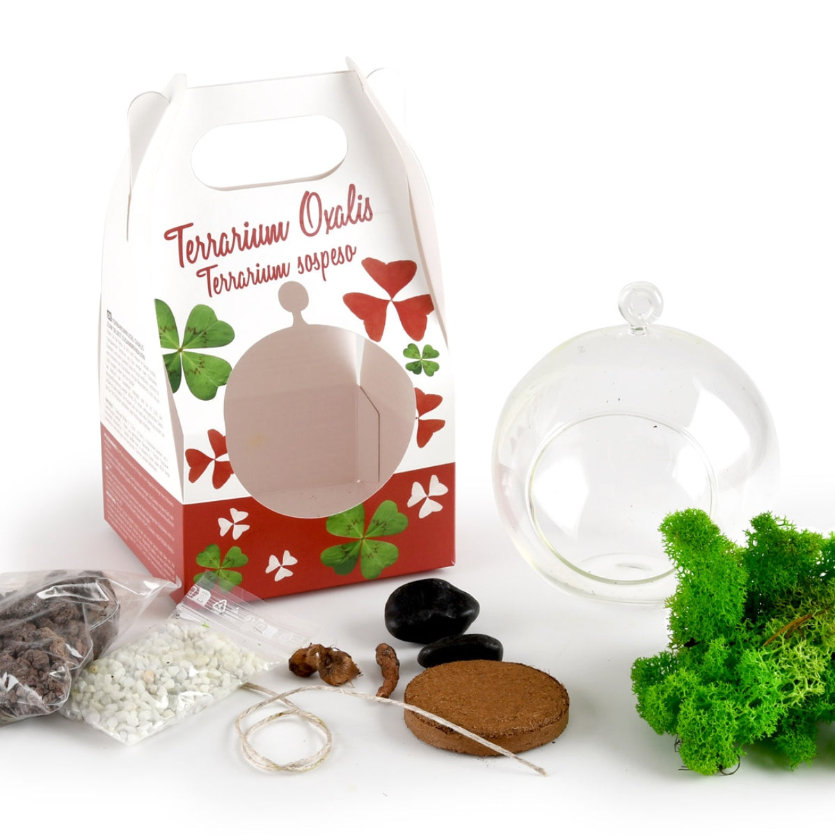 mes-courses-en-vrac-terrarium-v-g-tal-kit-tr-fles-4-feuilles-oxalis image 1