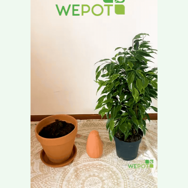 wepot-olla-s-olla-irrigation-0-3-l-terre-cuite-pot image 6