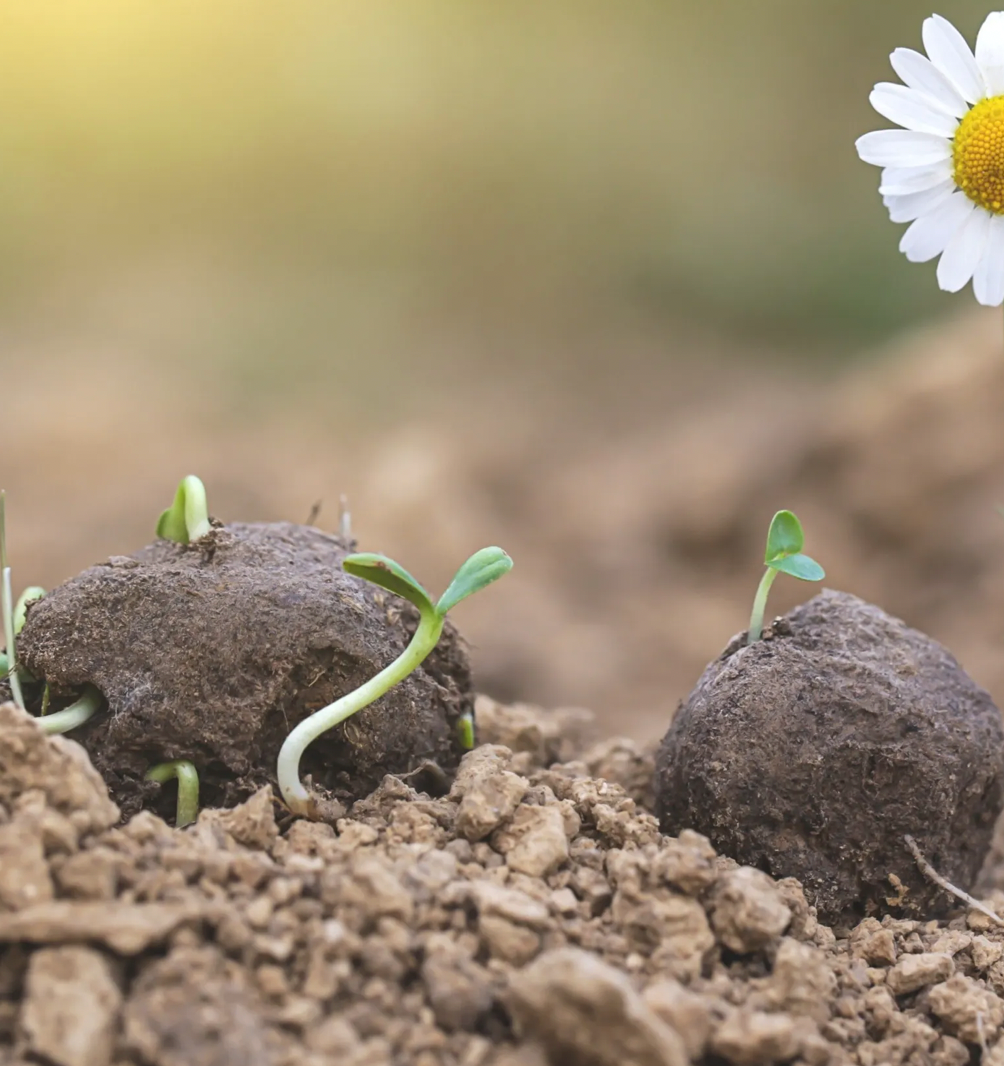 mes-courses-en-vrac-germination-kit-bombes-de-graines-mellif-res image 4