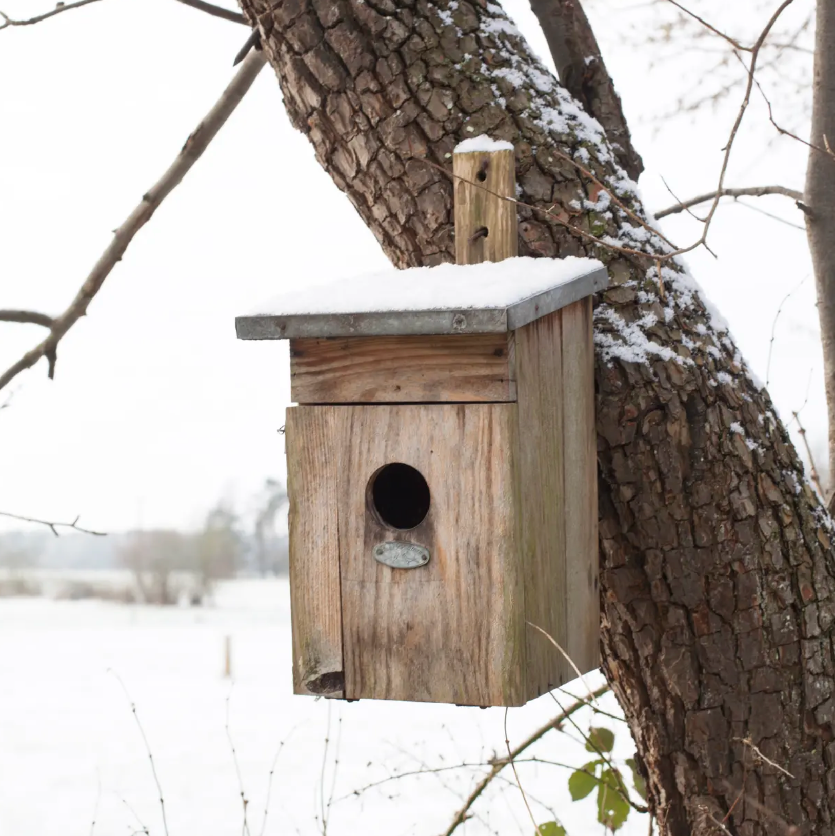 esschert-design-nichoir-tourneau-nichoir-oiseaux-bois-zinc-50-mm image 2