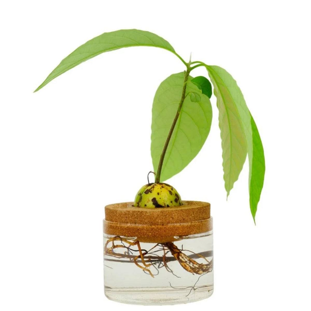 gift-republic-kit-avocat-pot-li-ge-germination-noyau-maison image 3