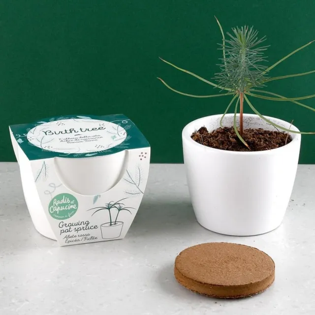 kit-planter-arbre-de-naissance-pic-a-pot-8-cm image 1