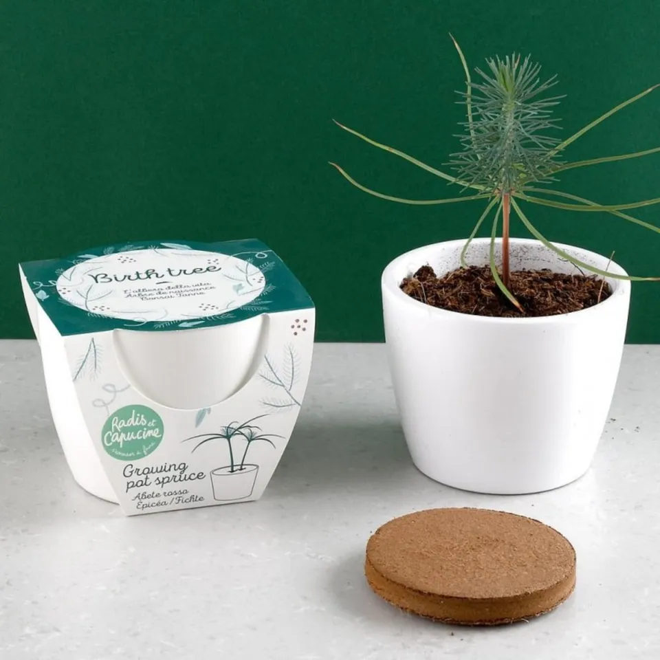 kit-planter-arbre-de-naissance-pic-a-pot-8-cm image 1