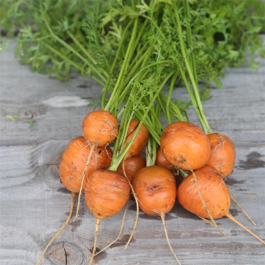 mes-courses-en-vrac-kits-semis-carotte-potager-maison-enfant image 6