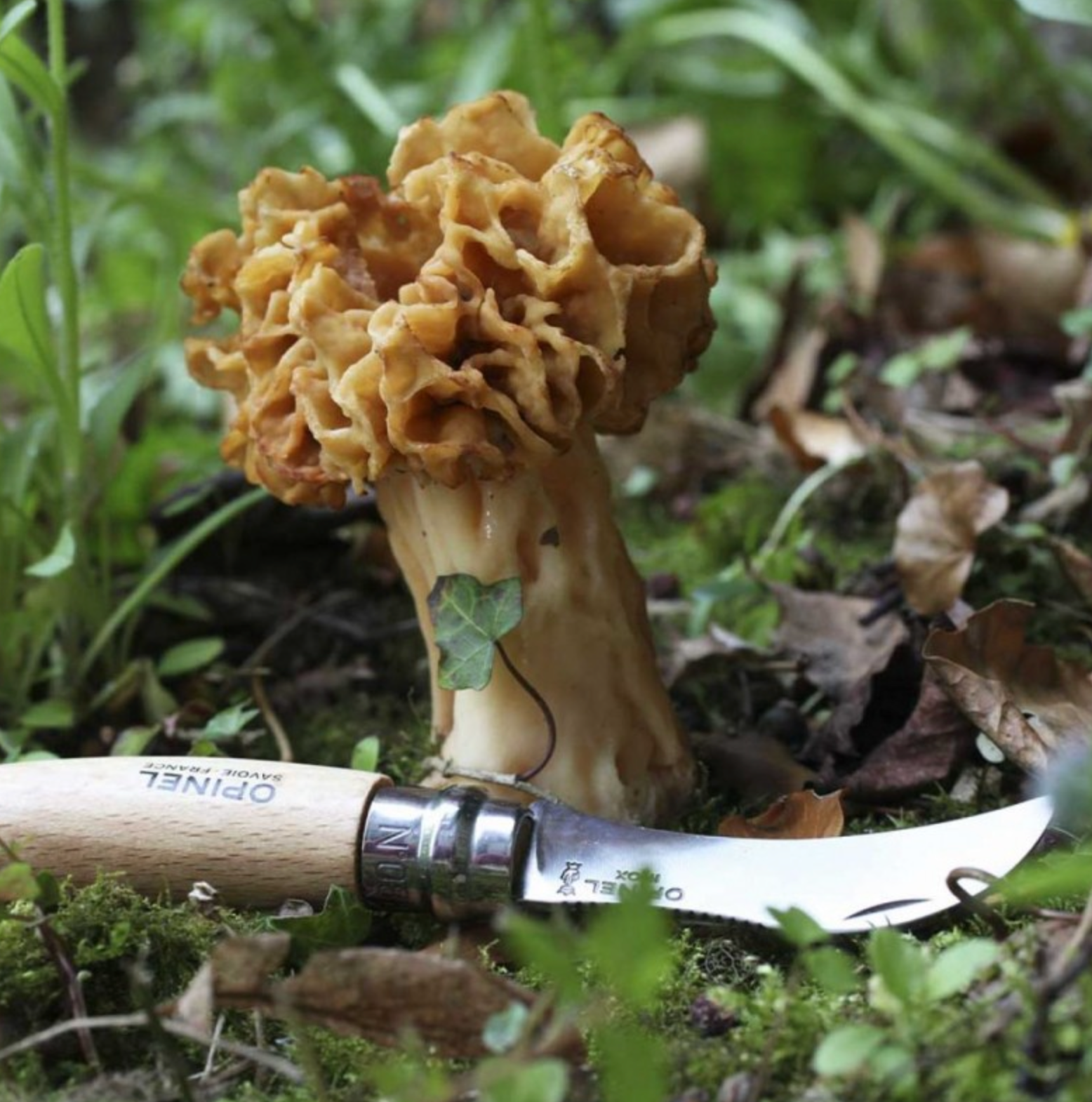 opinel-couteau-champignon-n-8-lame-brosse-cueillette image 3