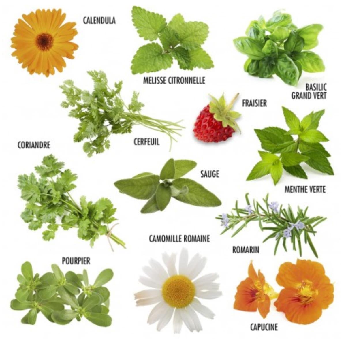 mes-courses-en-vrac-kits-planter-12-plantes-bien-tre-kit-graines image 3