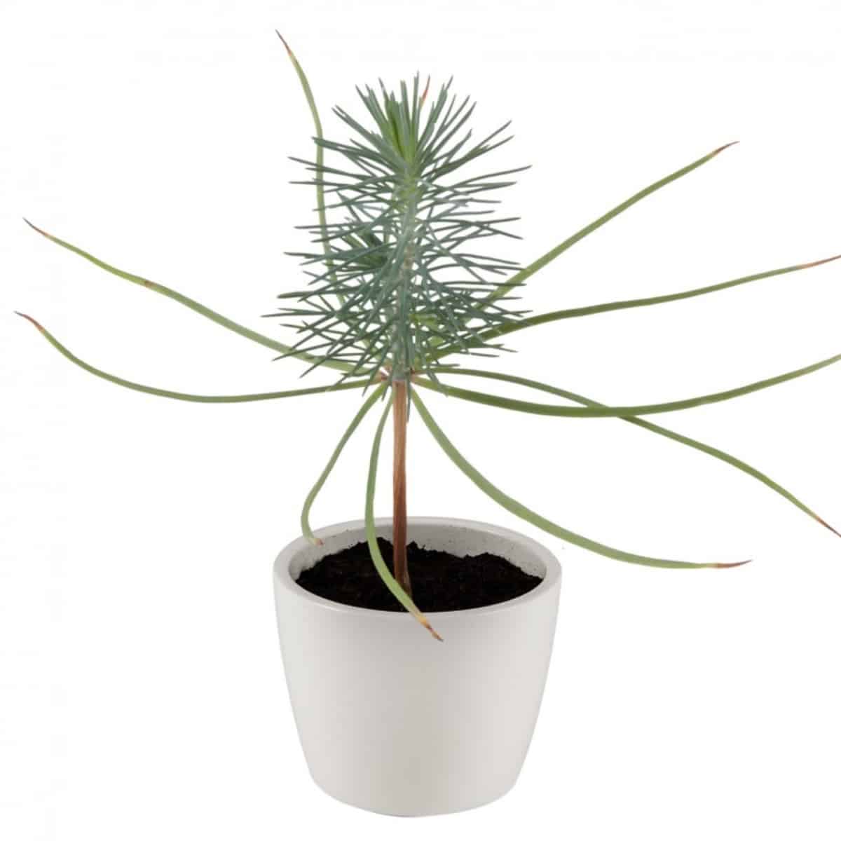 kit-planter-arbre-de-naissance-pic-a-pot-8-cm image 2