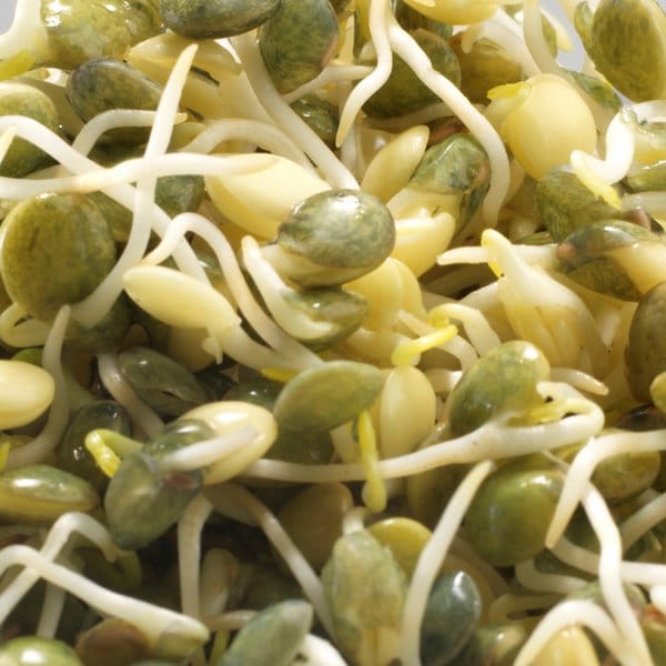 germline-germination-lentilles-bio-graines-germer-150g image 2