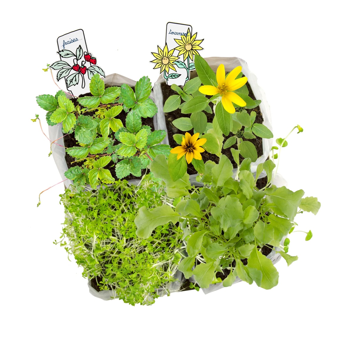 radis-et-capucine-mini-potager-kit-planter-4-vari-t-s image 4