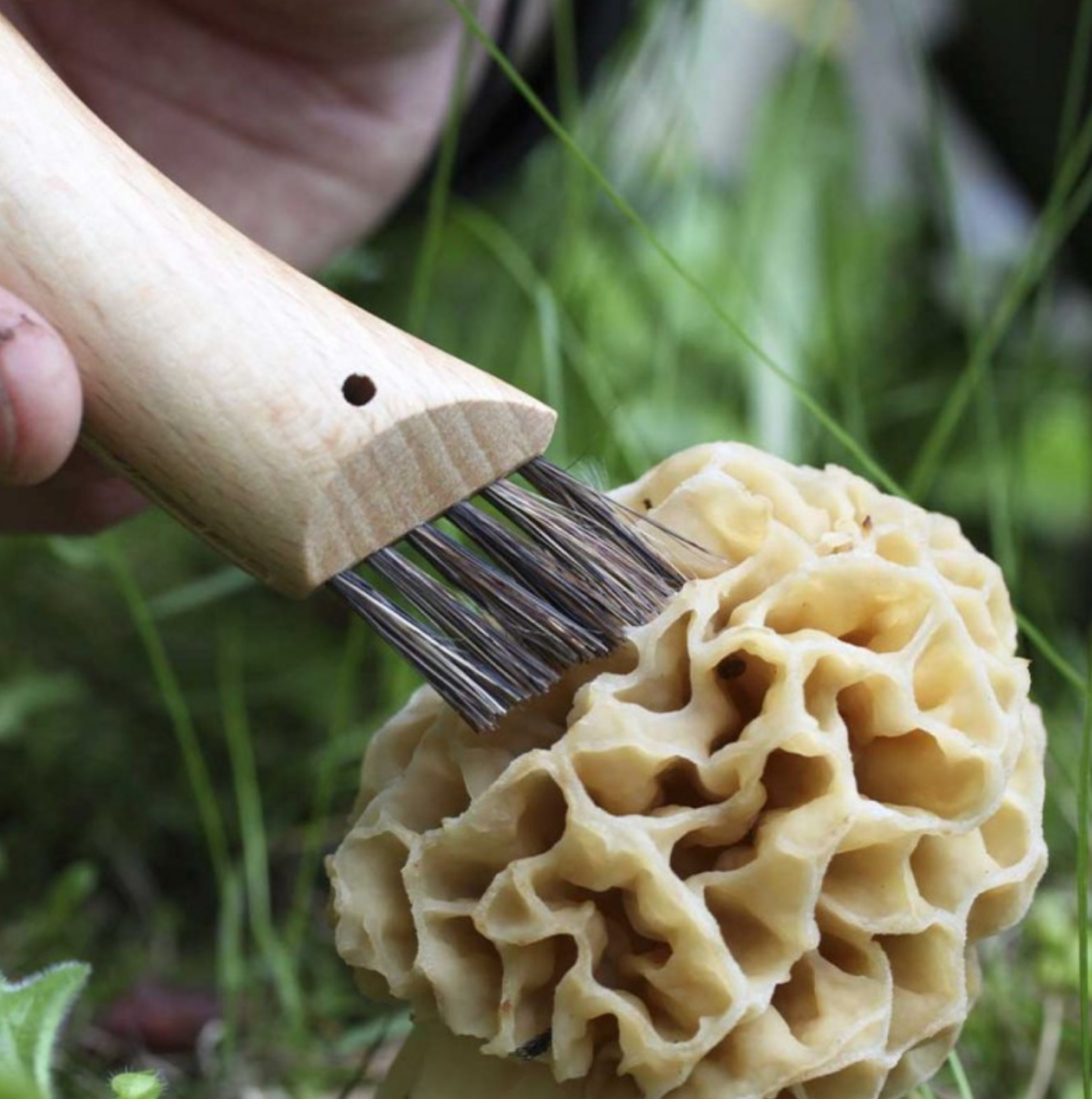 opinel-couteau-champignon-n-8-lame-brosse-cueillette image 4