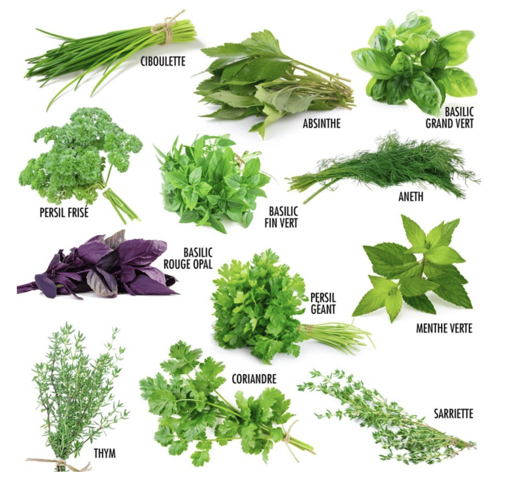 growing-paper-12-herbes-coffret-graines-aromatiques-12-sachets image 3