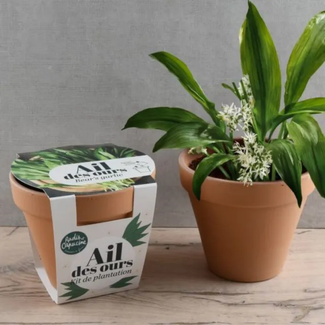 mes-courses-en-vrac-kit-plantation-ail-des-ours-pot-terre-cuite image 1