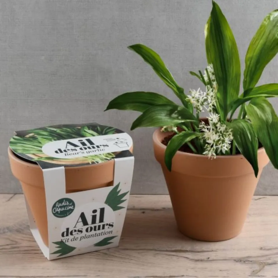 mes-courses-en-vrac-kit-plantation-ail-des-ours-pot-terre-cuite image 1