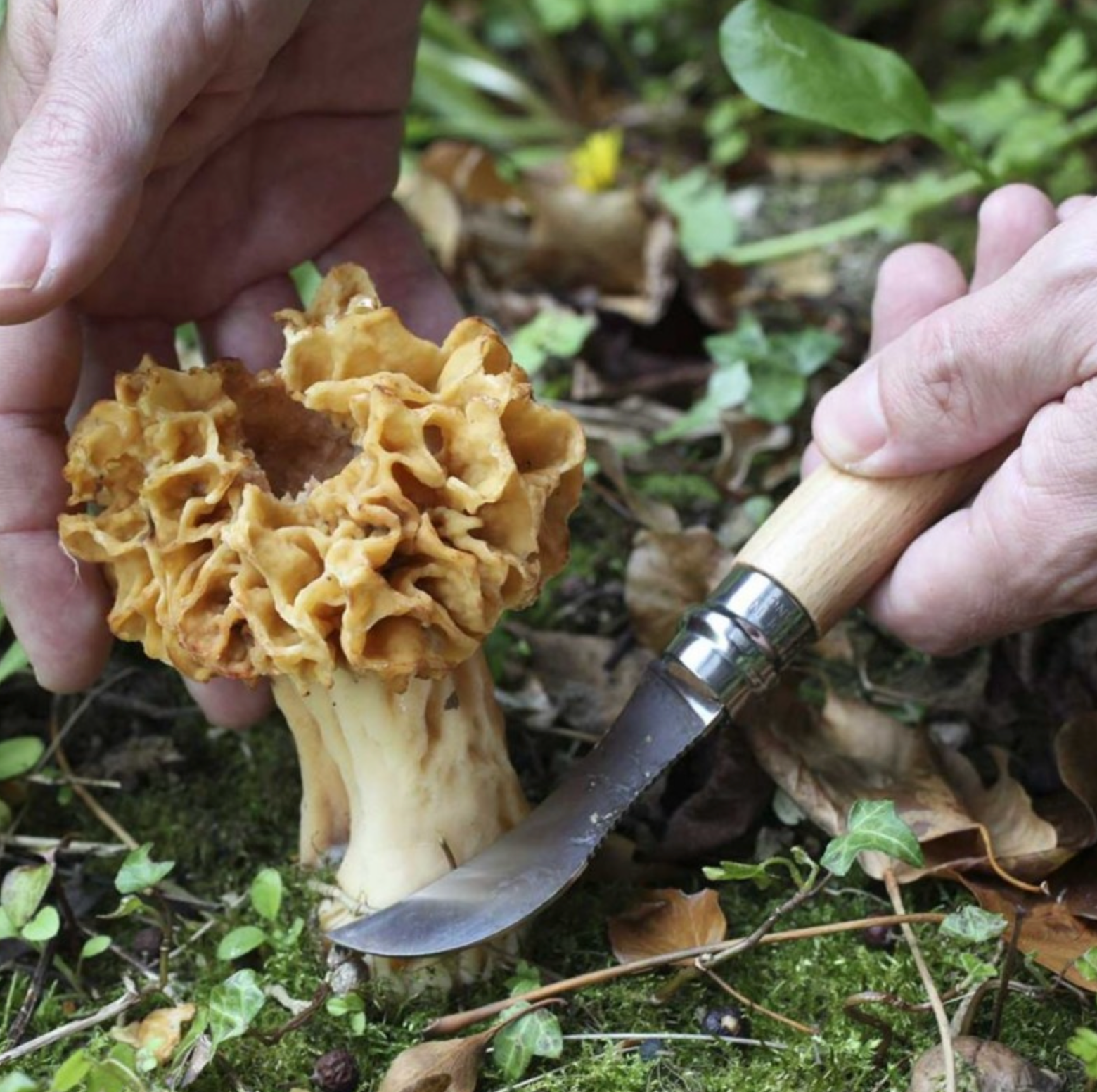 opinel-couteau-champignon-n-8-lame-brosse-cueillette image 2