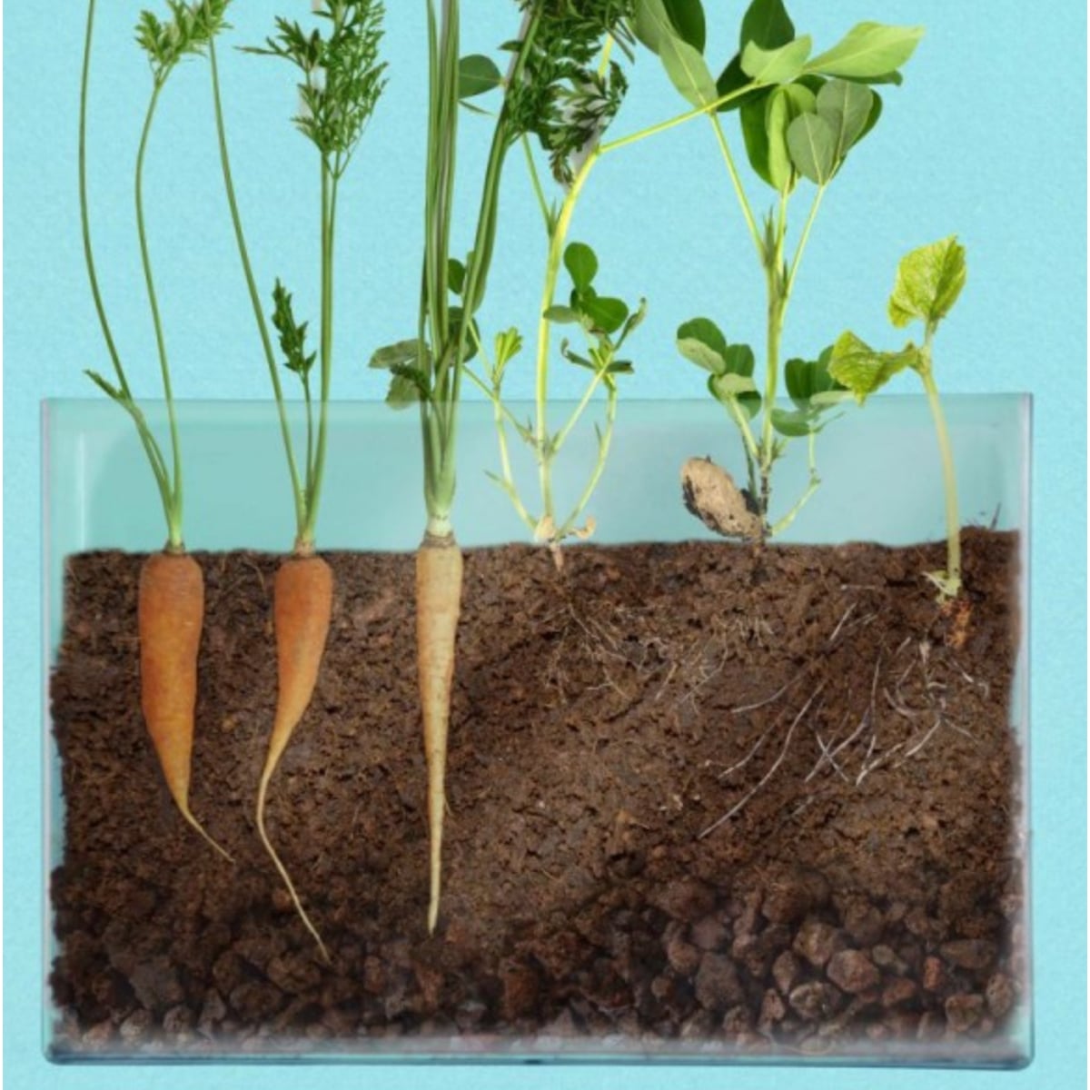 mes-courses-en-vrac-coffrets-vivarium-observation-racines-enfant image 6