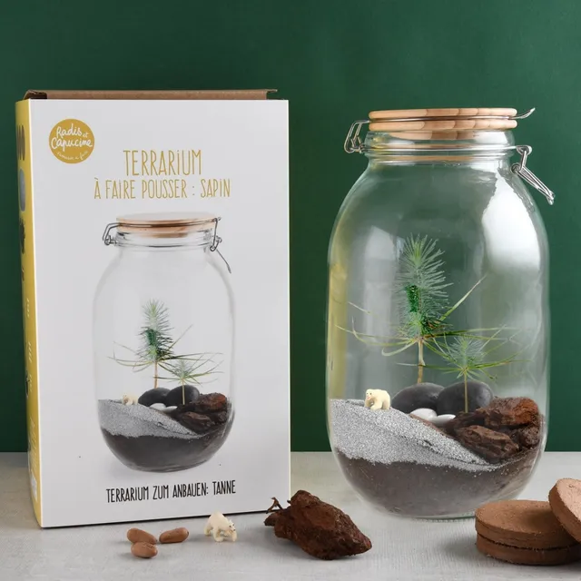 mes-courses-en-vrac-terrarium-v-g-tal-sapin-de-no-l-faire image 1