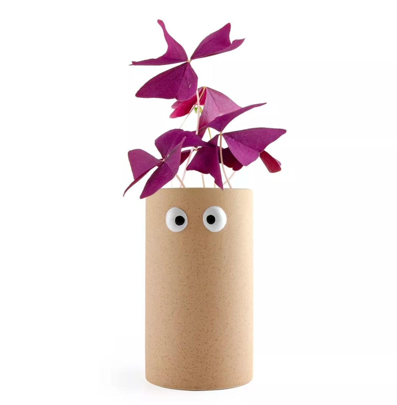 radis-et-capucine-girl-power-kit-oxalis-pourpre-2-bulbes image 3