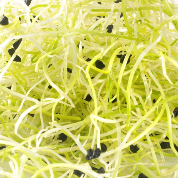 germline-germination-graines-germer-oignon-bio-50-g image 3