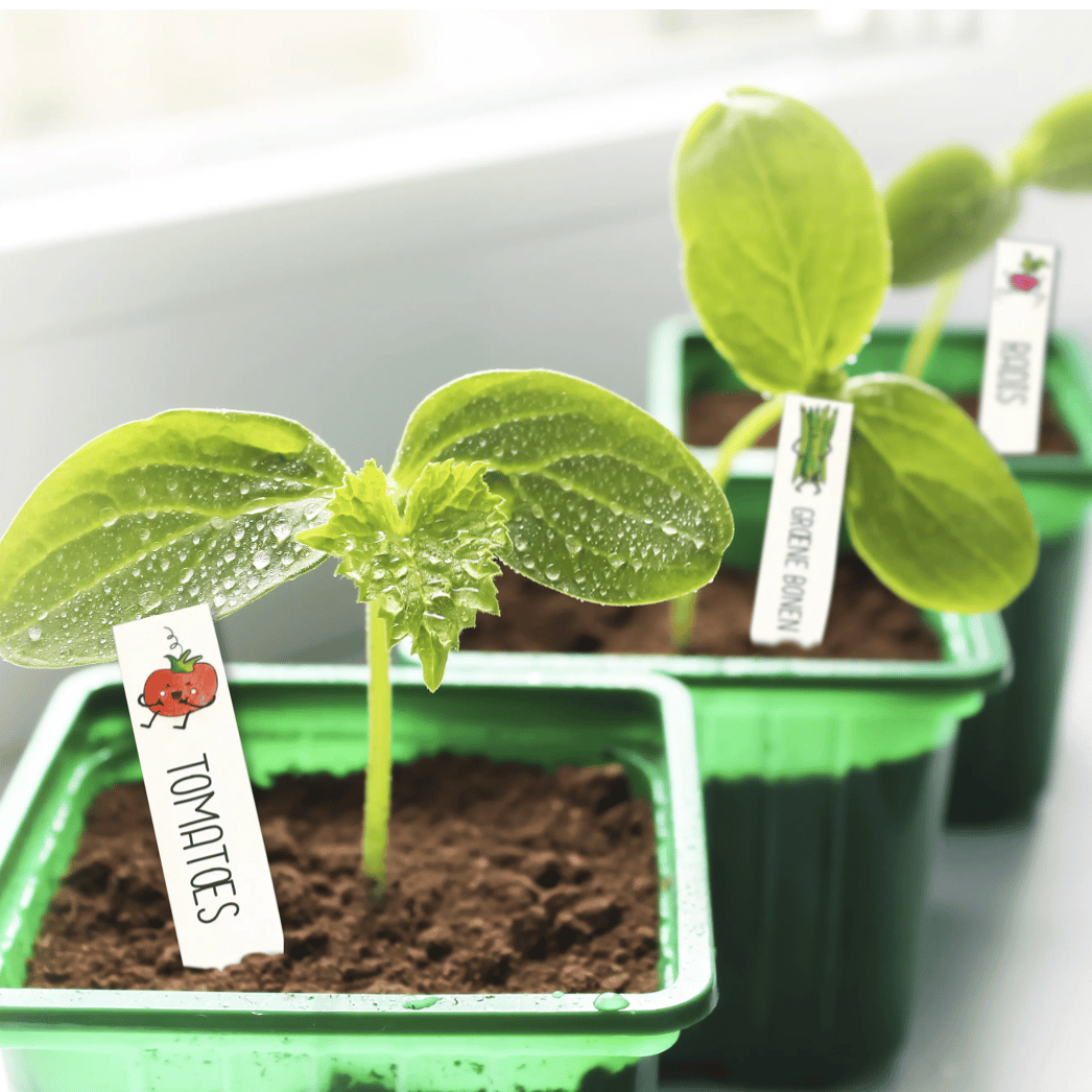 kit-plastique-dingue-tiquettes-potager-3-feuilles-loisirs image 2