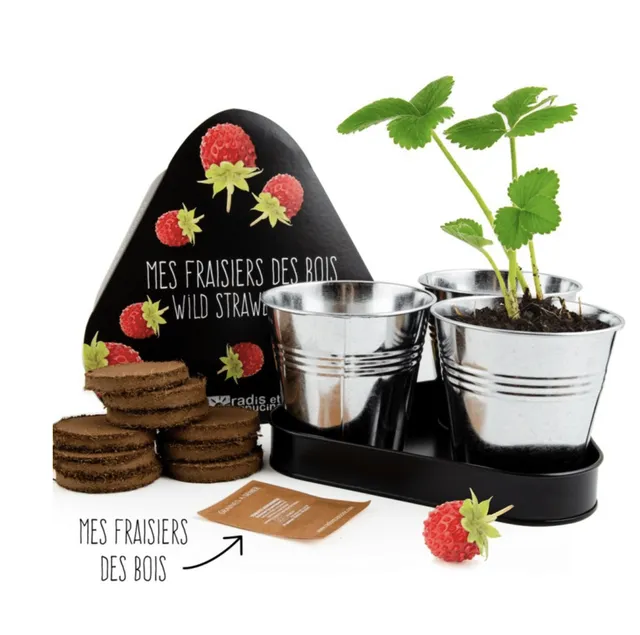 mes-courses-en-vrac-kits-planter-trio-fraisiers-coffret-3-pots-zinc image 1