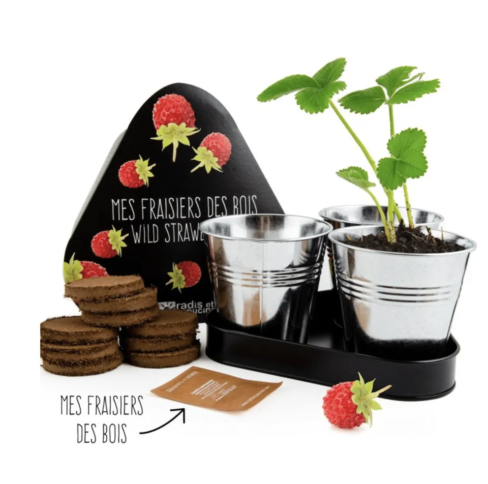 mes-courses-en-vrac-kits-planter-trio-fraisiers-coffret-3-pots-zinc image 1