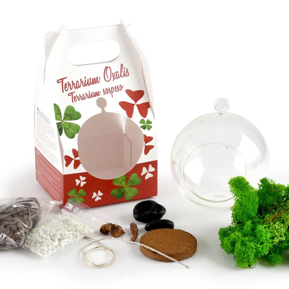 mes-courses-en-vrac-terrarium-v-g-tal-kit-tr-fles-4-feuilles-oxalis image 1