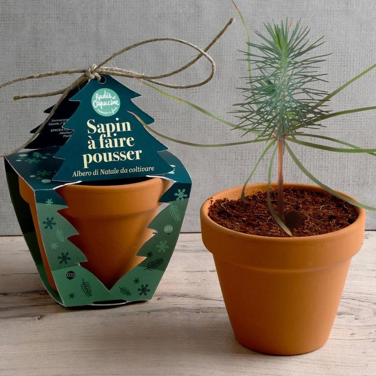 mes-courses-en-vrac-petit-kit-sapin-de-no-l-kit-planter-enfant image 2
