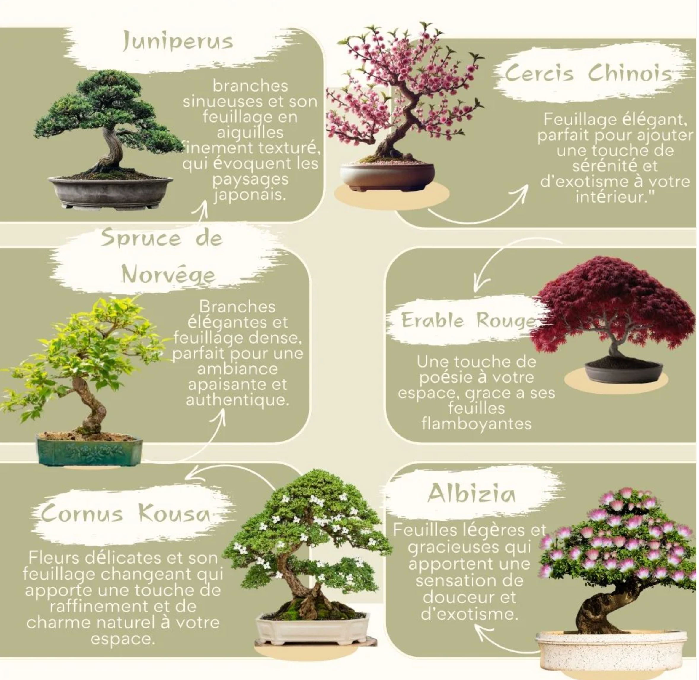 cultivea-mini-kit-6-bonsa-faire-pousser-kit-planter-6-vari-t-s image 3